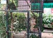 Love Wildlife Foundation image