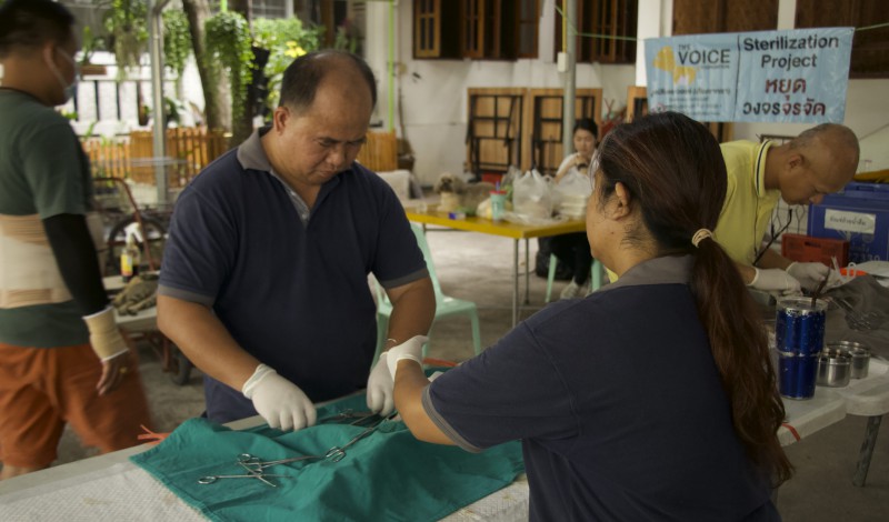 cat sterilization 01
