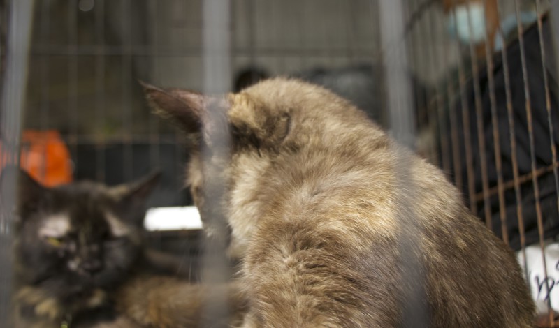 cat sterilization 02