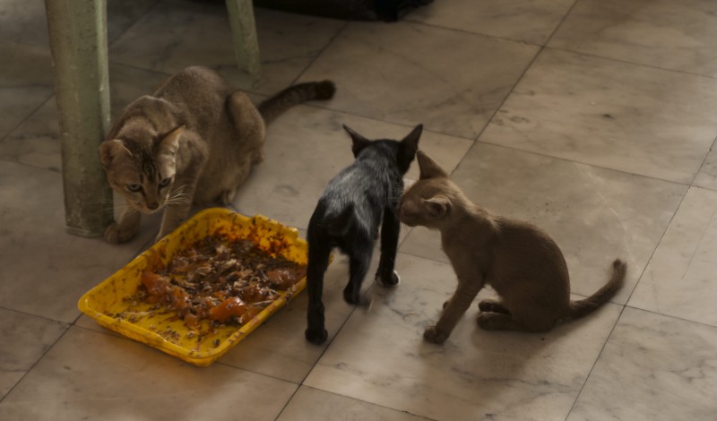cat sterilization 03